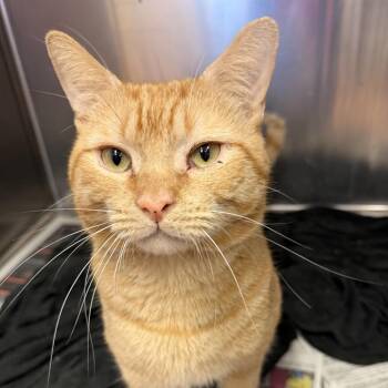 Stretchy Cat -  Domestic Short Hair Cat for Adoption in Quakertown, Pennsylvania - Stretchy Cat | PetCurious