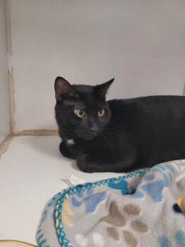 Cinna -  Domestic Short Hair Cat for Adoption in Waverly, New York - Cinna | PetCurious