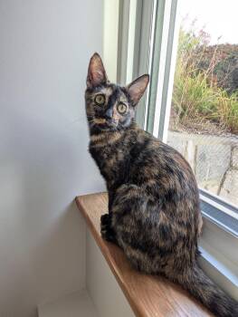 Marnie -  Tortoiseshell Cat for Adoption in Burnaby, British Columbia - Marnie | PetCurious
