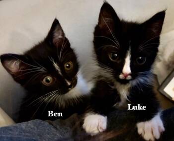 Domestic Short Hair Cats Available for Adoption - Ben | PetCurious