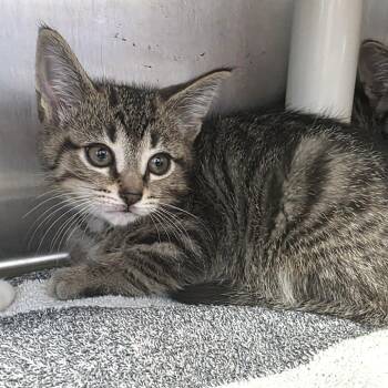 Fred -  Domestic Short Hair Cat for Adoption in Fort Wayne, Indiana - Fred | PetCurious