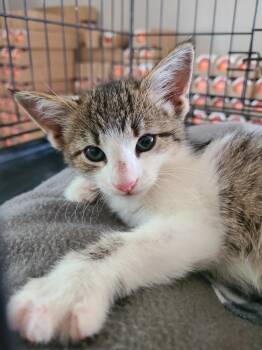 Rescue Domestic Short Hair Cats for Adoption in Portland, Indiana - Shirley | PetCurious