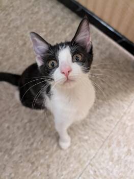 Sunny -  Domestic Short Hair Cat for Adoption in Pearland, Texas - Sunny | PetCurious