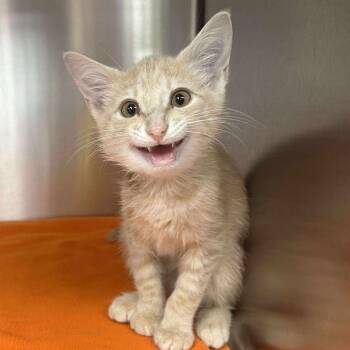 Domestic Short Hair Cats Available for Adoption - Alfredo | PetCurious