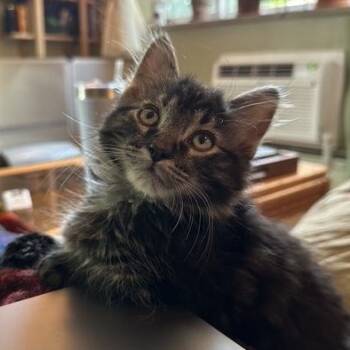 Porcini Haseman -  Domestic Long Hair and Tabby Cat for Adoption in Morrison, Colorado - Porcini Haseman | PetCurious