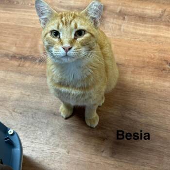Besia -  Domestic Short Hair Cat for Adoption in Lakewood, Colorado - Besia | PetCurious