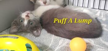 Puff A Lump -  Domestic Short Hair Cat for Adoption in Diamond Springs, California - Puff A Lump | PetCurious