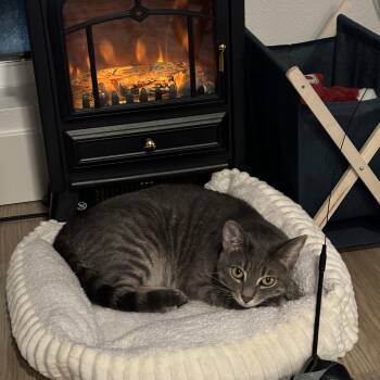 Rescue Domestic Short Hair Cats for Adoption in Santa Monica, California - Miso | PetCurious