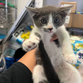 Rescue Domestic Short Hair Cats for Adoption in Los Angeles, California - Gray & White Kitten | PetCurious