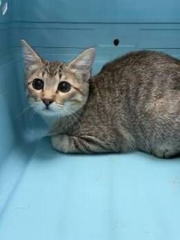 Potato -  Domestic Short Hair Cat for Adoption in Allen, Texas - Potato | PetCurious