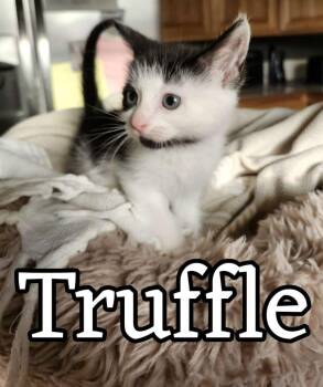 Domestic Short Hair Cats Available for Adoption in Hillsboro, Ohio - Truffle | PetCurious