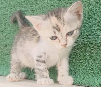 Bella-Gee -  Calico Cat for Adoption in Brampton, Ontario - Bella-Gee | PetCurious
