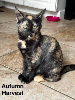 Autumn Harvest -  Domestic Short Hair Cat for Adoption in Battle Creek, Michigan - Autumn Harvest | PetCurious