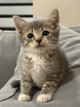 Dynamite -  Domestic Short Hair Cat for Adoption in West Chester, Pennsylvania - Dynamite | PetCurious