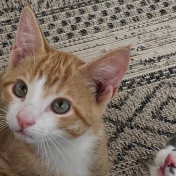 Binx -  Domestic Short Hair Cat for Adoption in Lynchburg, Virginia - Binx | PetCurious