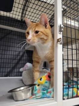 Rescue Domestic Short Hair Cats for Adoption in Neenah, Wisconsin - Amelio | PetCurious