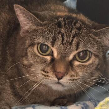 Socks -  Domestic Short Hair Cat for Adoption in Indianapolis, Indiana - Socks | PetCurious