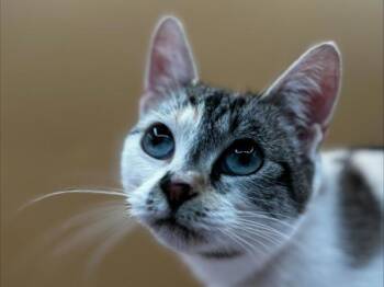 Munchy -  Domestic Short Hair Cat for Adoption in Portland, Oregon - Munchy | PetCurious