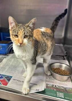 Rescue Domestic Short Hair Cats for Adoption in Morton Grove, Illinois - Pomegranate | PetCurious