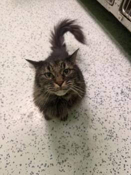 Griffina -  Domestic Long Hair Cat for Adoption in Harbor Springs, Michigan - Griffina | PetCurious