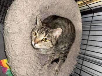 Poppy -  Domestic Short Hair Cat for Adoption in Chuckey, Tennessee - Poppy | PetCurious