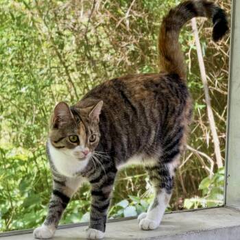 Pumpkin -  Domestic Medium Hair Cat for Adoption - Pumpkin | PetCurious