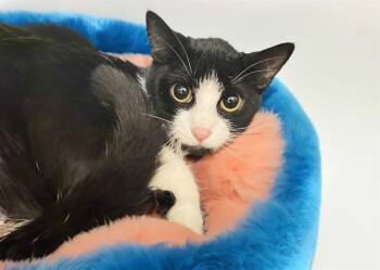 Domestic Short Hair Cats Available for Adoption in Fort Lauderdale, Florida - TINY | PetCurious