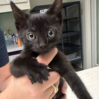 Rescue Domestic Long Hair Cats for Adoption in Dallas, Texas - Mojo | PetCurious