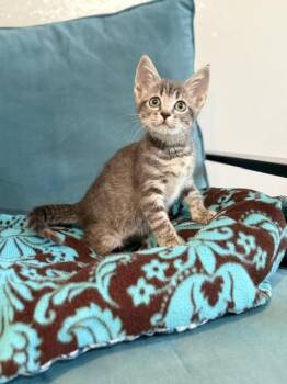 Miranda -  Domestic Short Hair and Tabby Cat for Adoption in Houston, Texas - Miranda | PetCurious