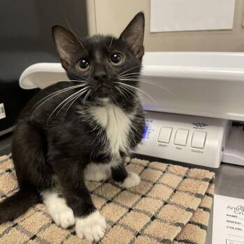 Gerbil -  Domestic Short Hair Cat for Adoption in Chicago, Illinois - Gerbil | PetCurious