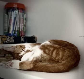 Rescue Tabby Cats for Adoption - Partridge Family: Laurie | PetCurious