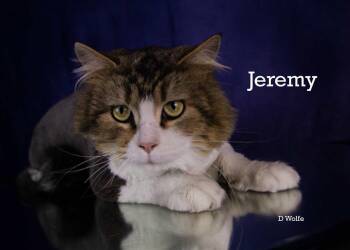 Tabby Cats Available for Adoption - Jeremy | PetCurious