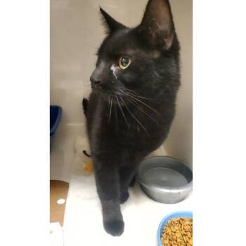 Dave The Magical Cheese Wizard -  Domestic Short Hair Cat for Adoption - Dave The Magical Cheese Wizard | PetCurious