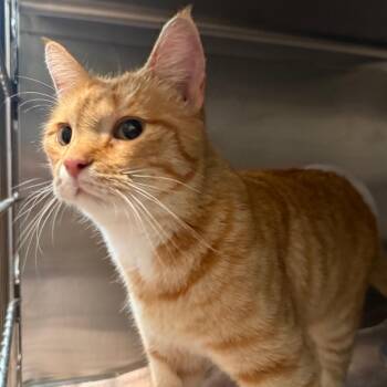 Aspen -  Domestic Short Hair Cat for Adoption in Cedaredge, Colorado - Aspen | PetCurious