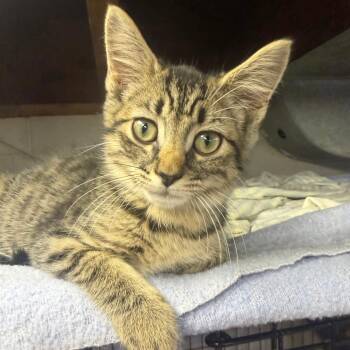 Cary -  Domestic Short Hair Cat for Adoption in Etna, Pennsylvania - Cary | PetCurious
