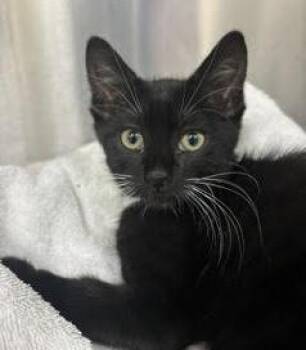 Pinguino -  Domestic Short Hair Cat for Adoption in Los Angeles, California - Pinguino | PetCurious
