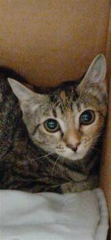 Swim Shady -  Domestic Short Hair Cat for Adoption in Largo, Florida - Swim Shady | PetCurious