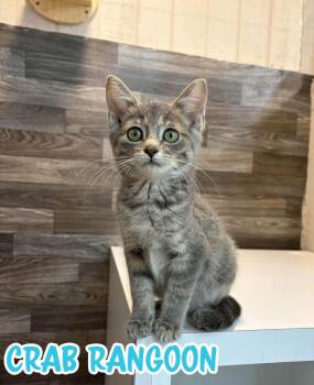 Crab Rangoon -  Domestic Short Hair Cat for Adoption in Akron, Ohio - Crab Rangoon | PetCurious