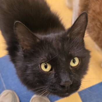 Rescue Domestic Long Hair Cats for Adoption in Tawas City, Michigan - Thor | PetCurious