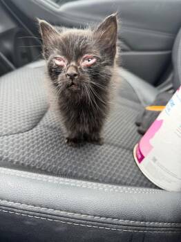 Bumble -  Domestic Short Hair Cat for Adoption in Cloquet, Minnesota - Bumble | PetCurious