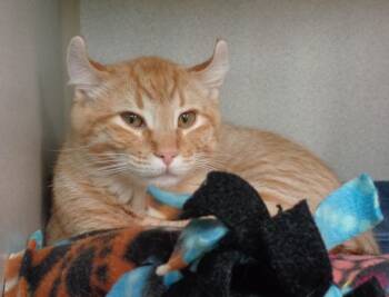 Rescue Tiger Cats for Adoption in Delhi, New York - SPARKLER | PetCurious