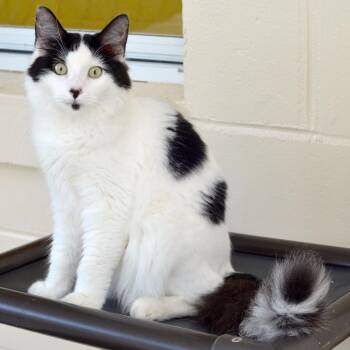 KJ -  Domestic Medium Hair Cat for Adoption in Sanford, Florida - KJ | PetCurious