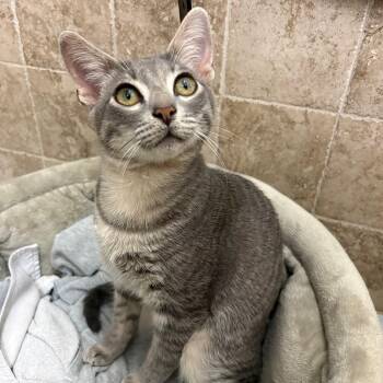 Tabby Cats Available for Adoption - Gibson | PetCurious