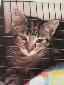 Domestic Short Hair Cats Available for Adoption in New Windsor, New York - Cayenne | PetCurious