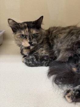Olivia -  Domestic Short Hair Cat for Adoption in Pequot Lakes, Minnesota - Olivia | PetCurious