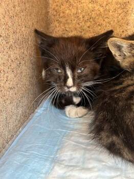 MAX -  Domestic Short Hair Cat for Adoption in Stockton, California - MAX | PetCurious