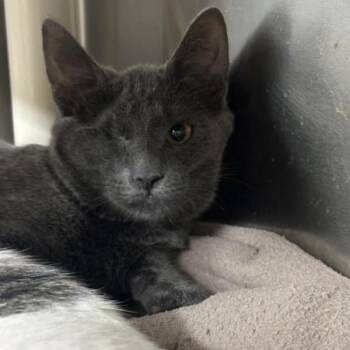 Sumatra -  Domestic Short Hair Cat for Adoption in Walnut Creek, California - Sumatra | PetCurious