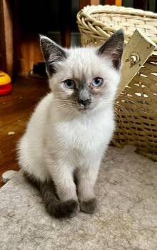 American Shorthair Cats Available for Adoption in Hagaman, New York - Bonnie | PetCurious