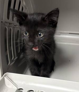 If 7- Loui -  Domestic Short Hair Cat for Adoption in Lawrenceville, Georgia - If 7- Loui | PetCurious