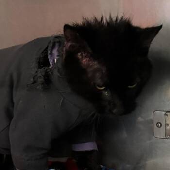 Salem -  Domestic Medium Hair Cat for Adoption in Lakewood, Colorado - Salem | PetCurious